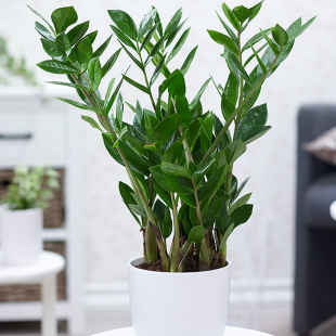 Zamioculcas im 17 cm Topf