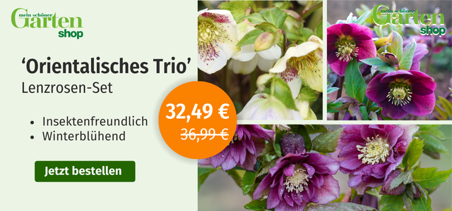 Mein schöner Garten-Shop Aktion