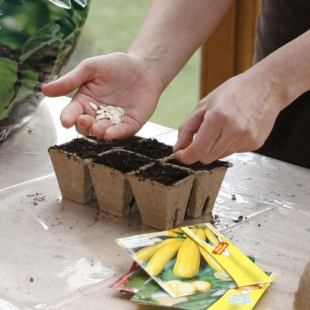 Zucchini vorziehen: Wann ist der perfekte Zeitpunkt?