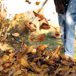 Herbstlaub: Warum man es vom Rasen entfernen sollte