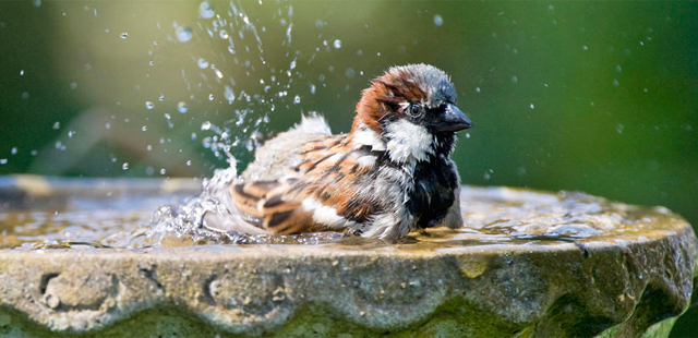 Naturschutz im Juni