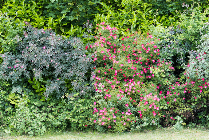 mein schöner Garten Shop