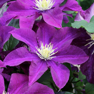 Clematis 'Warszawska Nike'