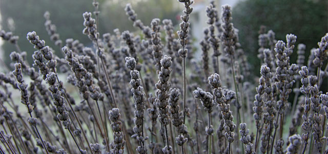 lavendel richtig überwintern