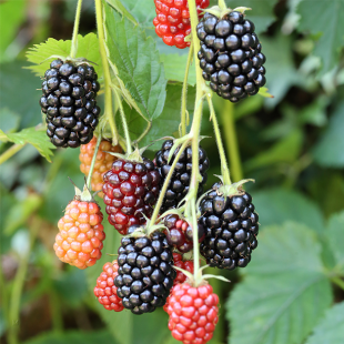 Mein schöner Garten Brombeere 'Loch Ness'