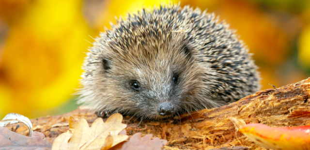 Igel füttern: 3 gefährliche Fehler