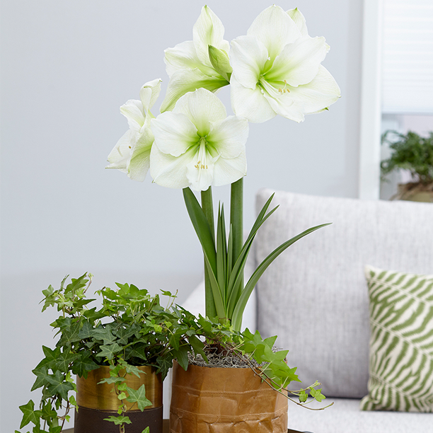 Amaryllis 'White Star'