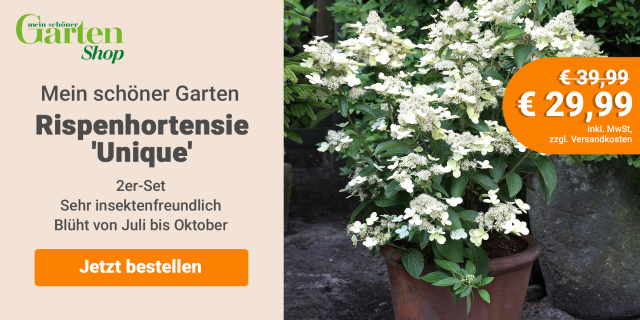 Rispenhortensie 'Unique!