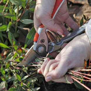 Gartentipps Ziergarten