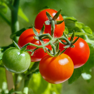 Tomatenpflege: 6 Profi-Tipps für reiche Ernten