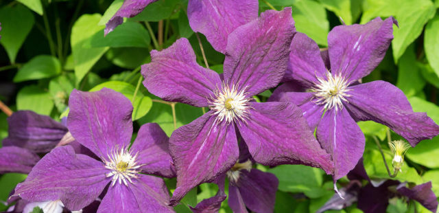 Clematis schneiden: Die 3 goldenen Regeln