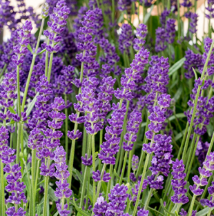 Lavendel Angustifolia 6er-Set