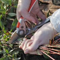 Gartentipps für den Ziergarten im Oktober