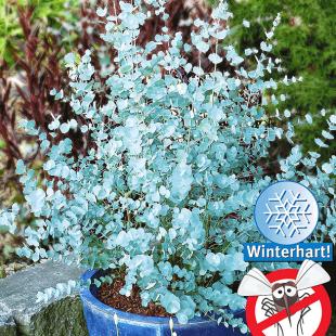 Winterharter Eukalyptus "Azura®", 1 Pflanze