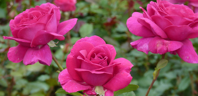 Rosen: 3 Profi-Tipps für üppige Blütenpracht