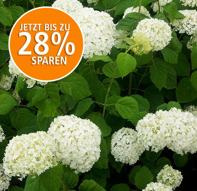 Mein schöner Garten Schneeball-Hortensie 28% sparen