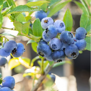 Bio Heidelbeere 'Bluecrop'