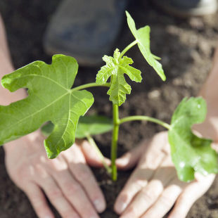 Feigenbaum pflanzen: Häufige Fehler