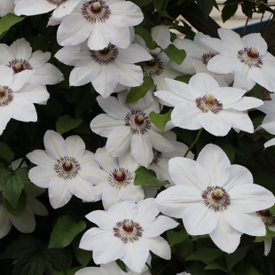 Clematis 'Miss Bateman'