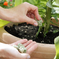 Gartentipps für Balkon und Terrasse im Juni