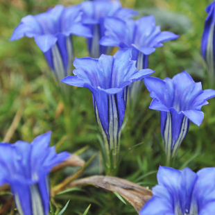 Diese 3 Pflanzen verzaubern im Oktober den Garten