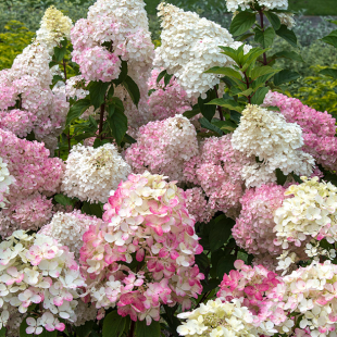 Mein schöner Garten Rispenhortensie 'Sundae Fraise'®