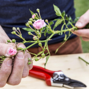 Rosen vermehren: Mit diesen 5 Tipps klappt’s