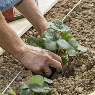 Erdbeeren pflanzen: Der richtige Zeitpunkt