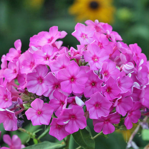 Phlox schneiden