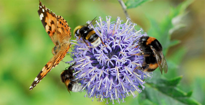 Insektenschutz im Garten: 7 Tipps