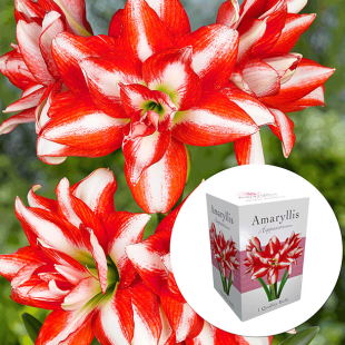 Gefüllte Amaryllis "Double Red-White" mit Geschenkbox, 1 Set