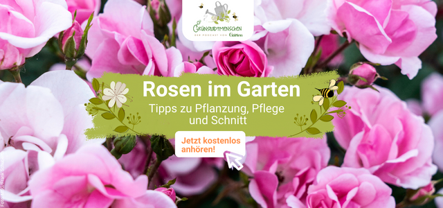 Podcast Grünstadtmenschen Thema Rosen