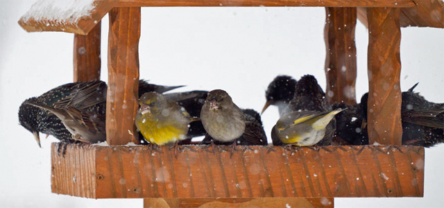 Naturschutz im Januar