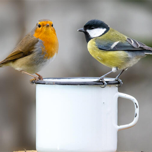 Winterfütterung: Was unsere Vögel am liebsten essen