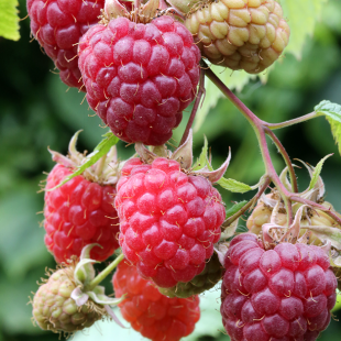 Mein schöner Garten Himbeere 'Willamette'