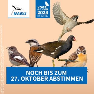 Wer wird Vogel des Jahres 2023?