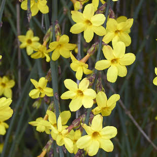 Blühender Winterjasmin