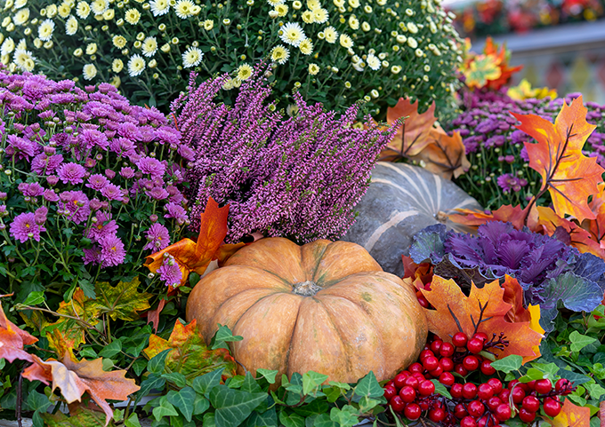 Die schönste Deko für den Herbst im Mein schöner Garten-Shop!