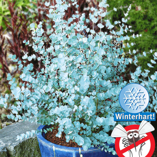 Winterharter Eukalyptus "Azura®", 1 Pflanze
