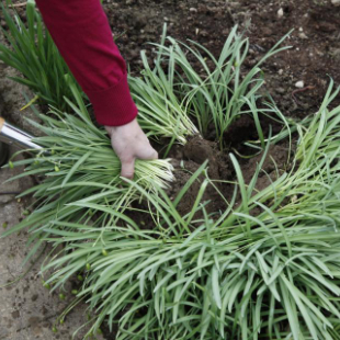 Gartentipps für den Ziergarten