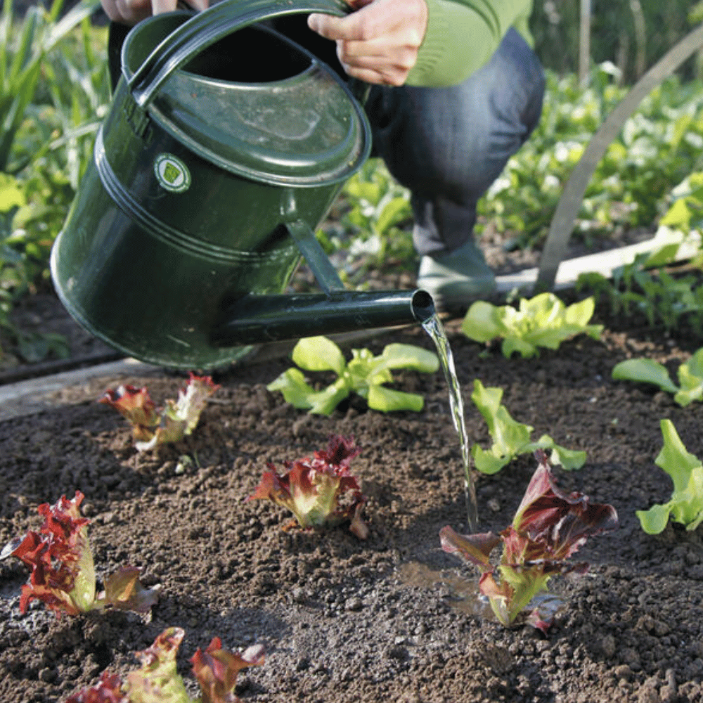 5 Tipps für die Bewässerung im Gemüsegarten