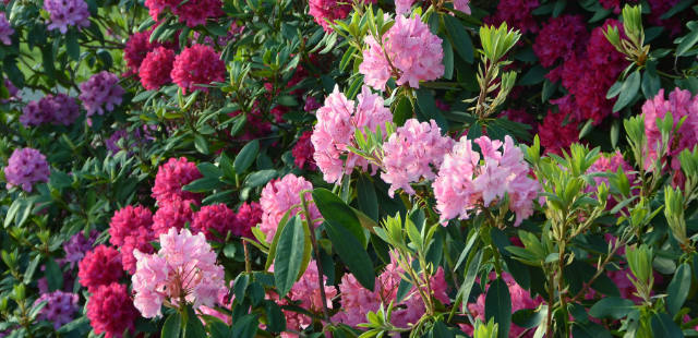 Rhododendron-Pflege: Die 5 häufigsten Fehler