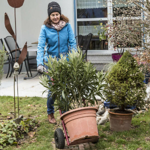 Oleander überwintern: Pflegetipps fürs Winterquartier