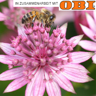 Bienenfreundliche Pflanzen