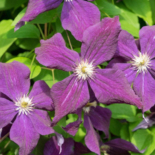 Clematis pflegen