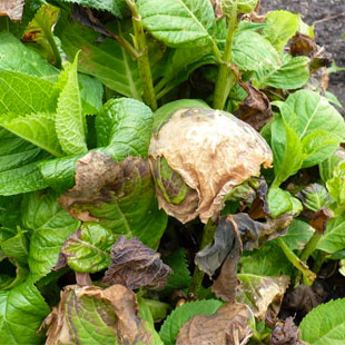 Hortensie mit Frostschaden