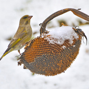 Die 5 wichtigsten Samenpflanzen für Singvögel