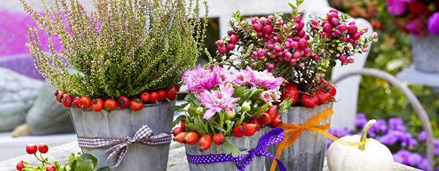 Herbst: Pflanzen und Deko für Balkon und Terrasse