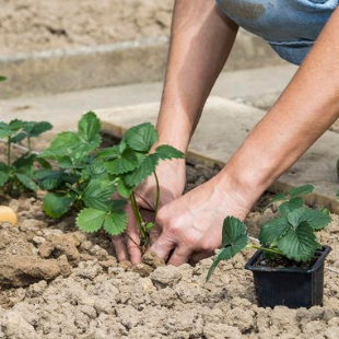 Gartentipps für den Nutzgarten