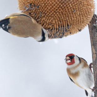 Die 5 wichtigsten Samenpflanzen für Singvögel